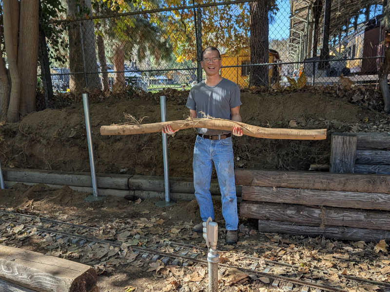 Holding one of the big roots like a fisherman with his catch