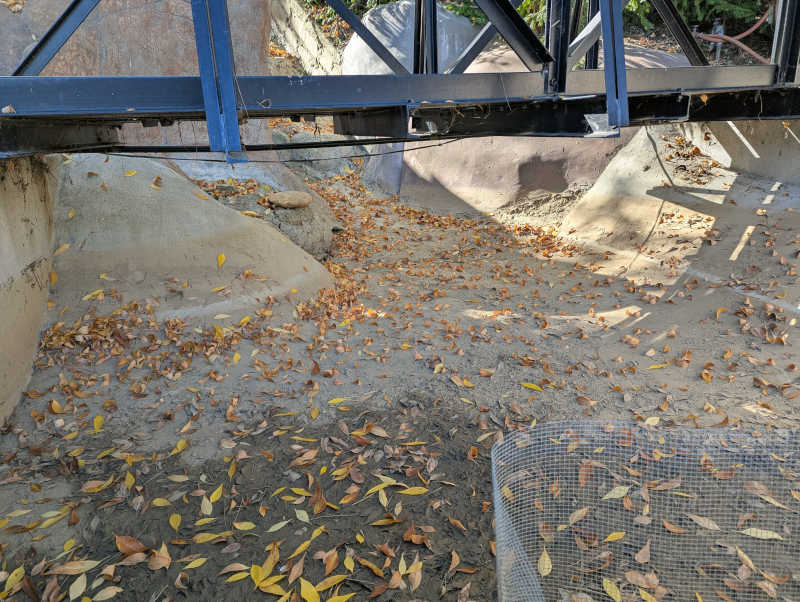 Reservoir entry with dirt and leaves